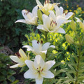 Lovely Lily Flower Bulbs product image