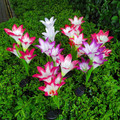 Solar Garden Flower Lights (2-Pack) product image