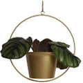 6-Inch Metal Hanging Pot Wall Planters product image