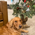 Personalized Pet Christmas Tree Ornaments product image