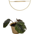 6" Hanging Pot Wall Planters  product image
