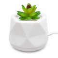 Water-Free Succulent Aroma Diffuser product image