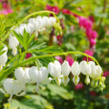 Beautiful Blooms Flower Bulbs product image