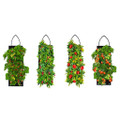 Indoor/Outdoor Organic Hanging Fruit & Veggie Garden Kits product image