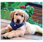 FurHaven™ Soft and Comfy Mesh Dog Harness product image