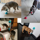 Dog Treat Tug Toy with Suction Cup product image