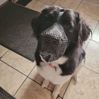 iMounTEK Mesh Dog Muzzle Mask product image