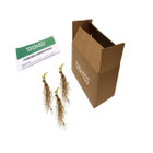 Shade Loving Hardy Hosta by Touch of ECO® (3 Bare Roots) product image