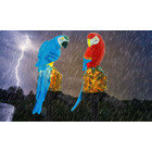 SolaREK Solar Garden Parrot Light product image