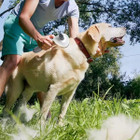 Remarkable Goodz® Pet Massage Grooming Brush product image