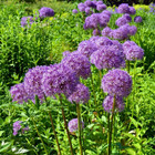 Gardeners' Favorite Fall Flower Bulbs (4 Varieties) product image