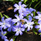 Easy Growing & Long-Lasting Flower Bulbs  (4 Varieties) product image