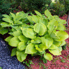 Touch Of ECO® 3 or 9 Bare Root Giant Hosta Plants product image