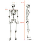 5.4 ft Posable Halloween Skeleton  product image