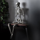 Life-Size Realistic Skeleton product image