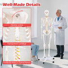 70.8" Life Size Human Skeleton Model  product image