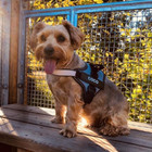 Personalized Reflective Pet Harness product image