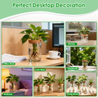 Hydroponic Glass Plant Propagation Station (4-Pack) product image