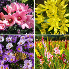 Bees & Butterflies Grand Garden Collection (100 Bulbs) product image