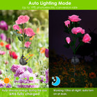 Solar Garden Rose Light (2-Pack) product image