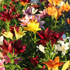 Lovely Lily Flower Bulbs product image