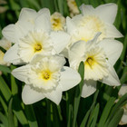 First Blooming Deer-Resistant Flowers (3 Varieties) product image