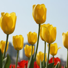 Tremendous Tulip Bulbs: 4 Species of Spring-Blooming Flowers (6-Pack) product image