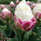 Tremendous Tulip Bulbs: 4 Species of Spring-Blooming Flowers (6-Pack) product image