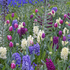 Stunning Fall Flower Bulb Collections product image