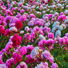 Sweet Summer Blooming Flower Garden (5 Varieties) product image