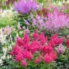 Sweet Summer Blooming Flower Garden (5 Varieties) product image