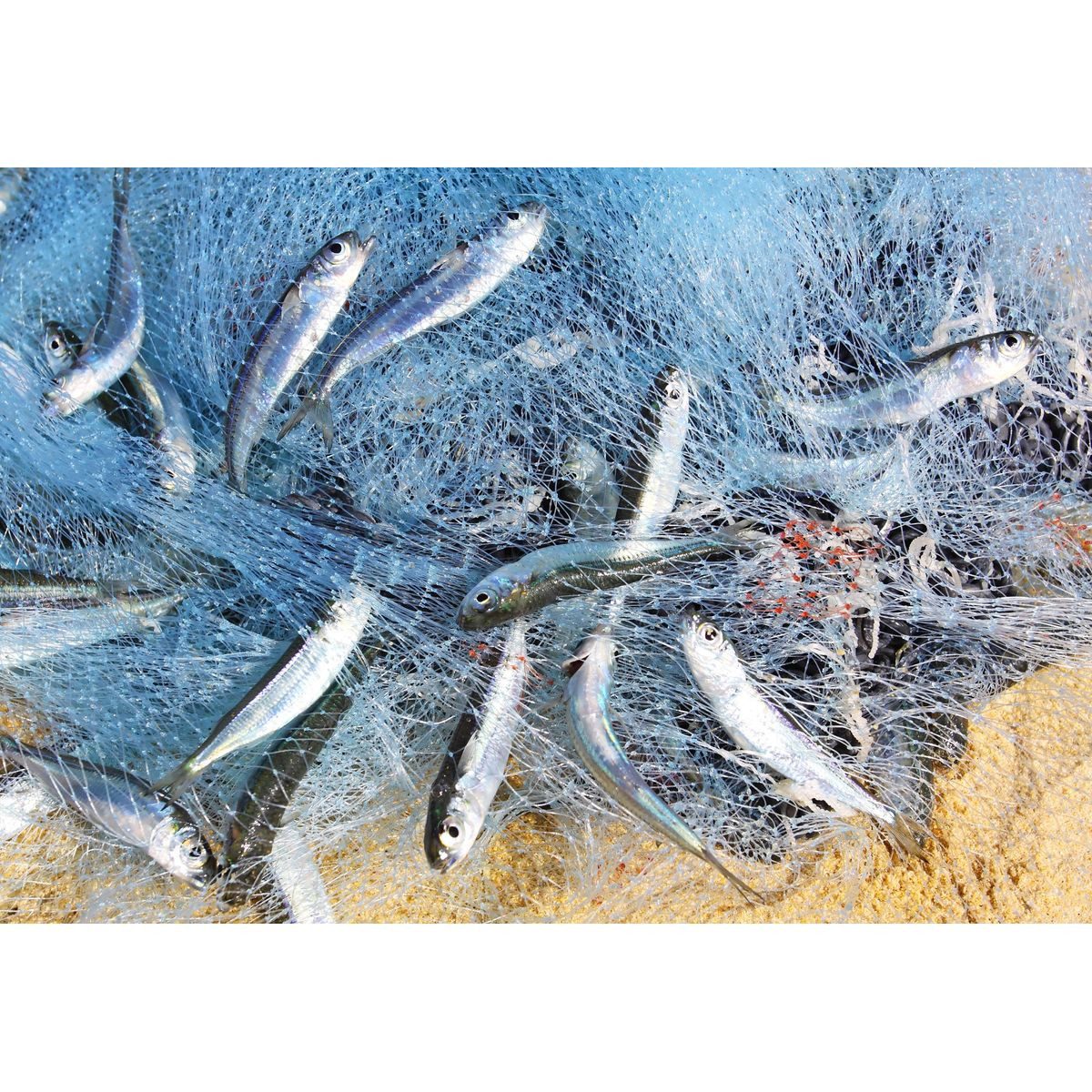 saltwater-fishing-6-foot-cast-net-with-sinker-weights-pick-your-plum