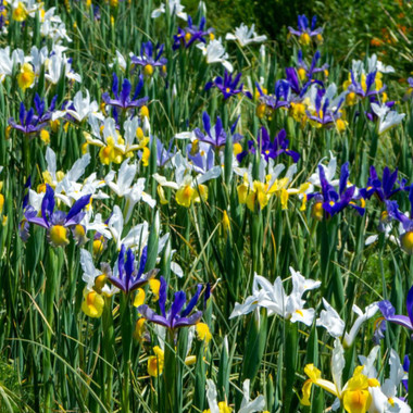 Dutch Iris Flower Bulbs product image