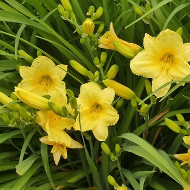 Touch Of ECO® Stella D'Oro Daylily Flower Bulbs (3- to 12-Bulb) product image