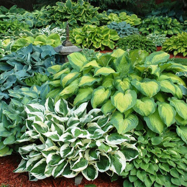 Shade Loving Hardy Hosta by Touch of ECO® (3 Bare Roots) product image