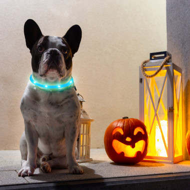 iMounTEK® USB-Rechargeable LED Dog Collar product image