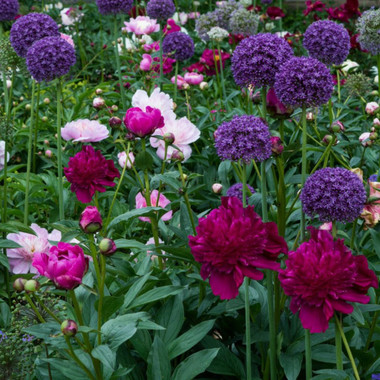 Gardeners' Favorite Fall Flower Bulbs (4 Varieties) product image
