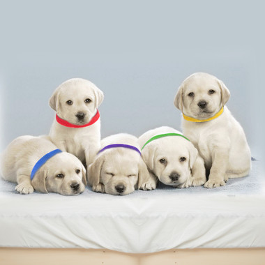 Whelping Puppy ID Collars (12 Pieces) product image