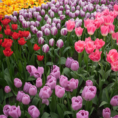 Terrific Tulips Spring-Blooming Flowers (6 Varieties) product image