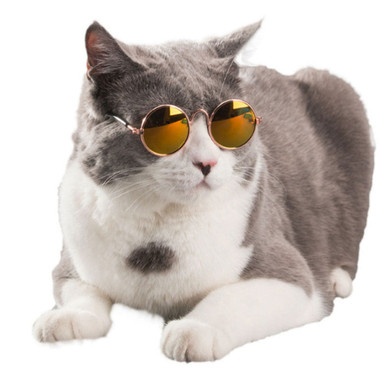 Cat Glasses product image