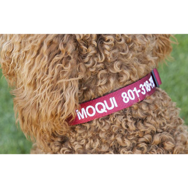 Personalized Dog Collar product image