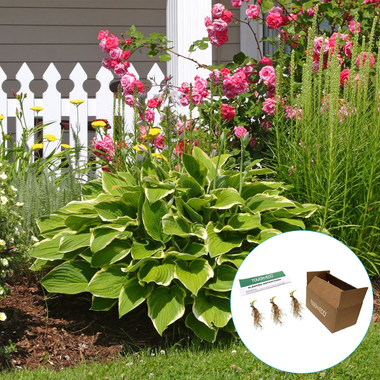 Touch of ECO® Hardy Hosta Bare Root Plants product image