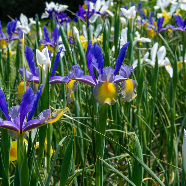 Dutch Iris Flower Bulbs product image