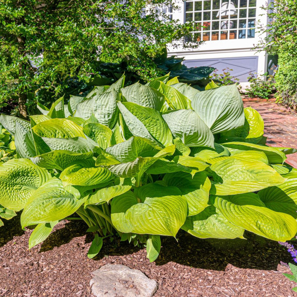 Touch Of ECO® 3 Bare Roots of Giant Hosta Plants product image