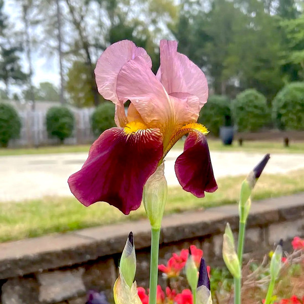 Historic Indian Chief Rhizomes Bearded Iris Plant (3-Pack) product image