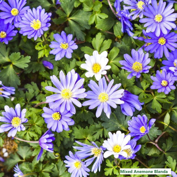 Colorful Mix Anemone Blanda Flower Bulb (15-Pack) product image