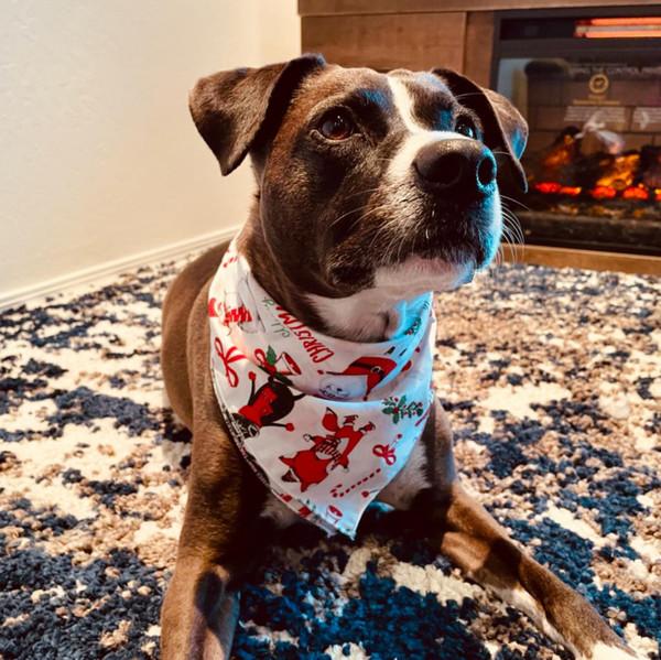 Festive Canine Cheer Gift Bag for the Ultimate Furry Enthusiast product image