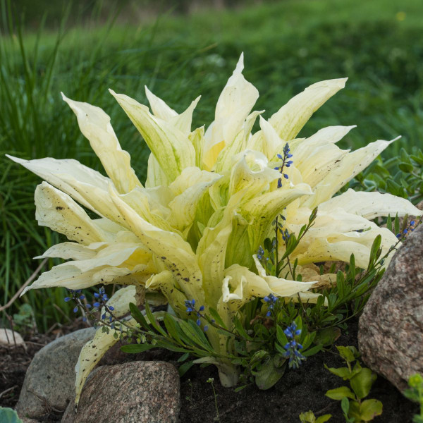 Shade Loving Hardy Hosta by Touch of ECO® (3 Bare Roots) product image