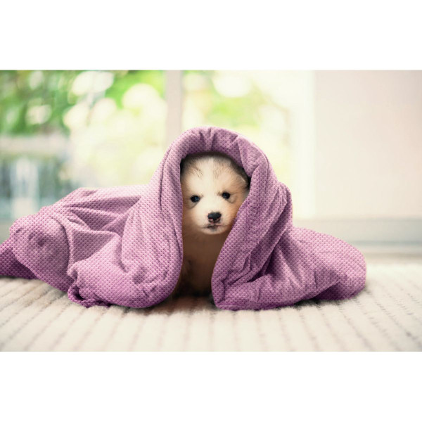 Fluffy Pet Blanket (2 Sizes) product image
