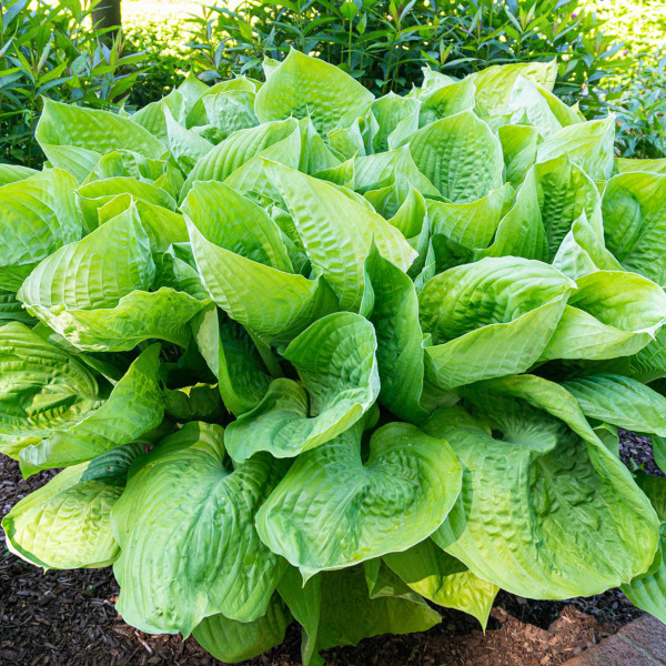 Touch Of ECO® 3 or 9 Bare Root Giant Hosta Plants product image